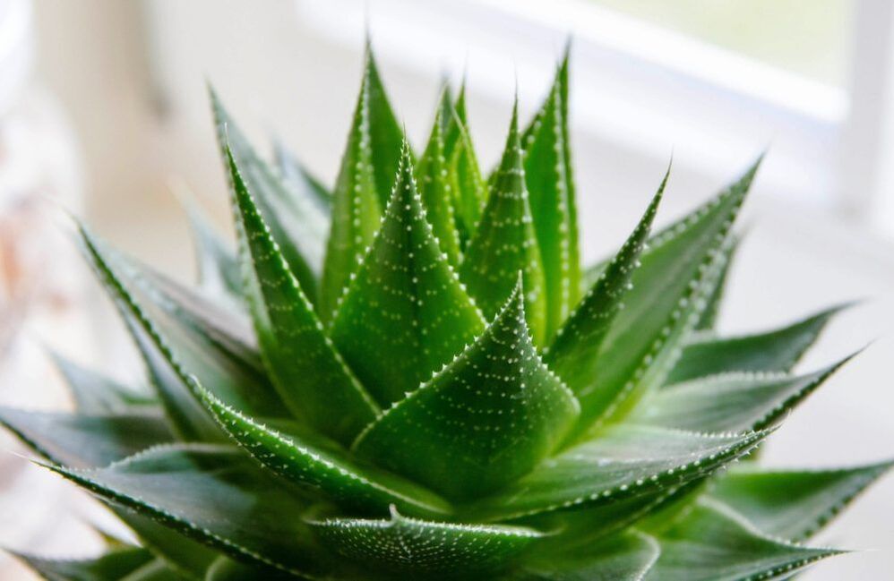 aloe a pénisz megnagyobbítására